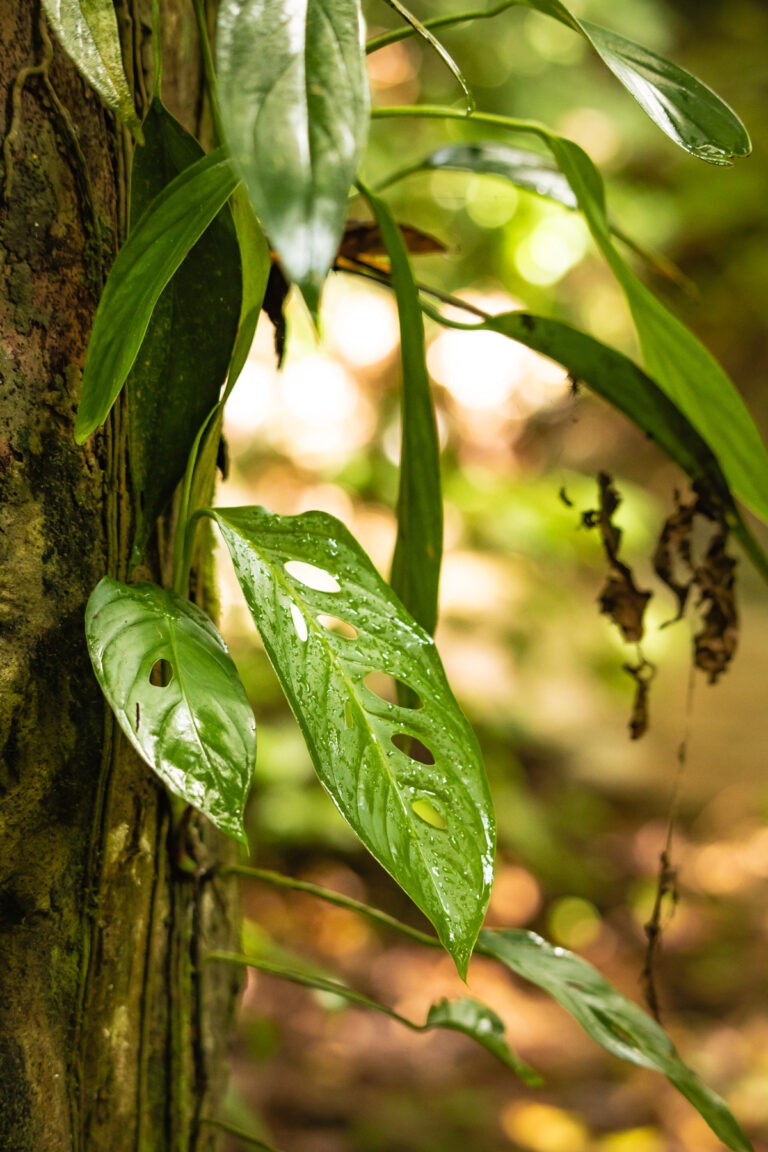 Cabo Blanco Nationalpark in Costa RIca