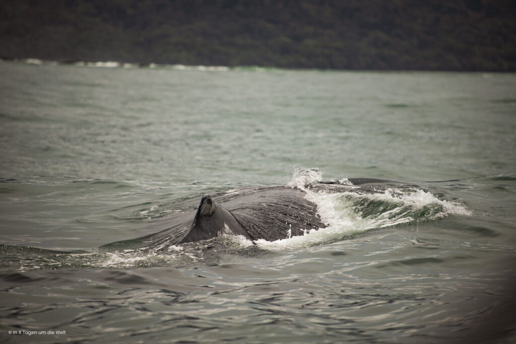 Buckelwale sehen im Marino Ballena NP in Uvita