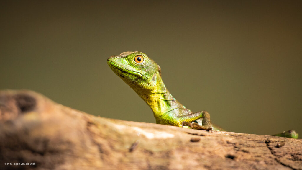 Grüne Eidechse in Costa Rica