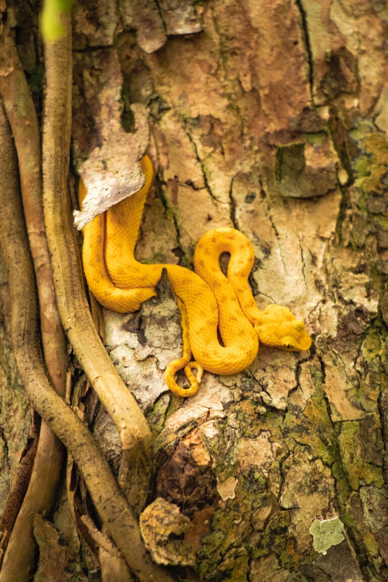 Cahuita Nationalpark in Costa Rica