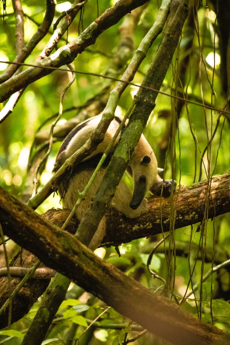 Corcovado Nationalpark in Costa Rica