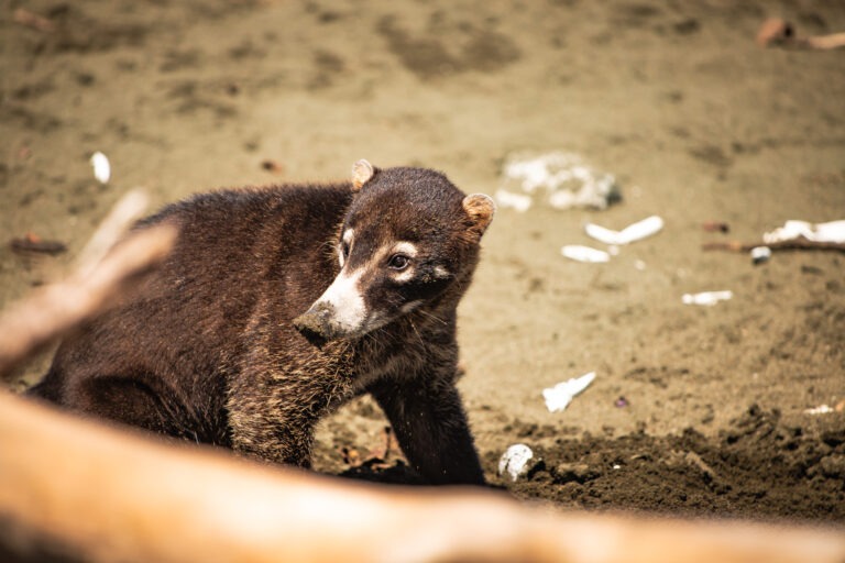 Tiere in Costa Rica – Wildlife Führer