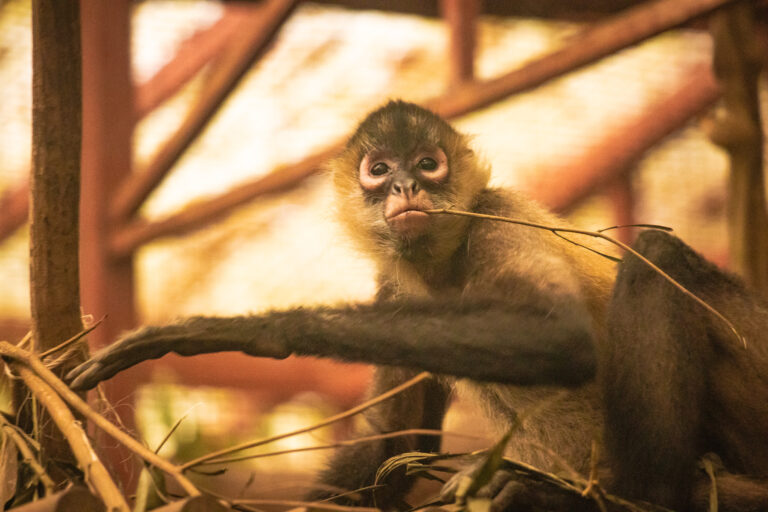 Jaguar Rescue Center in Costa Rica
