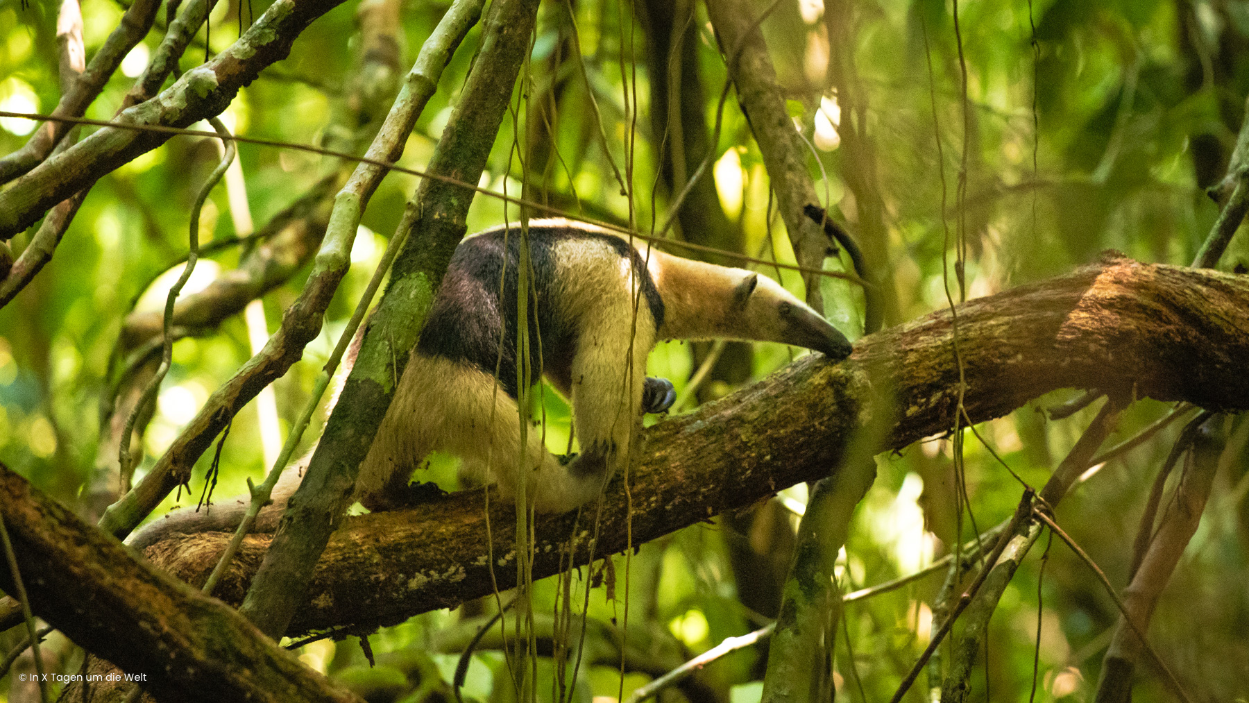 Tamandua im Corcovado Nationalpark in Costa Rica