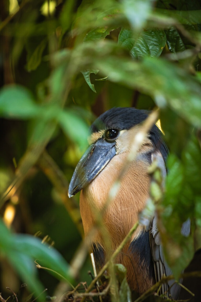 Tortuguero Nationalpark in Costa Rica