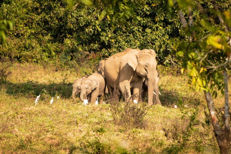 Wilde Elefanten in Thailand