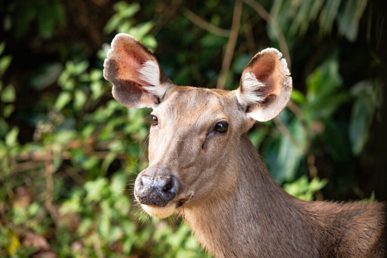 Khao Yai Nationalpark in Thailand