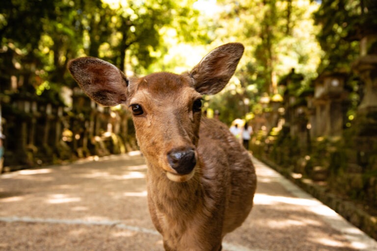 Nara Park mit Hirschen und Tempel