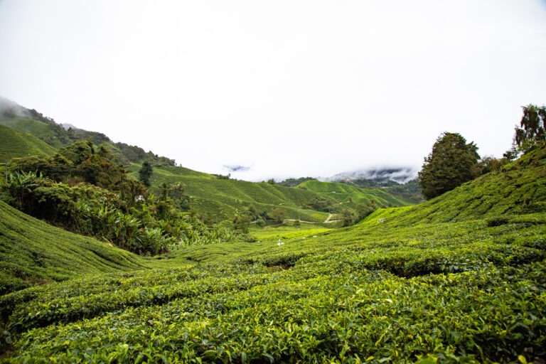 Cameron Highlands Malaysia