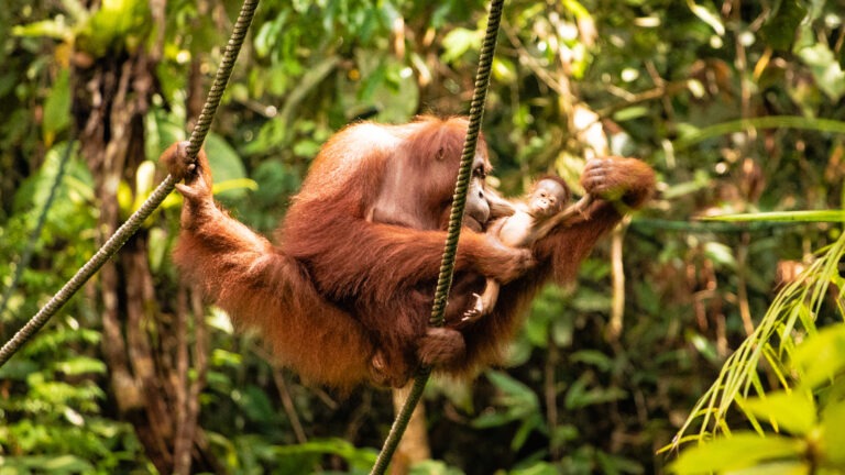 Semenggoh Wildlife Centre Orang Utans