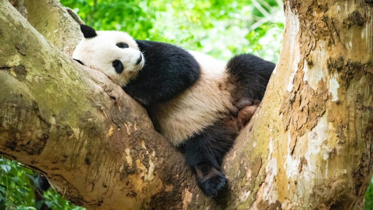 Panda Park Chengdu China