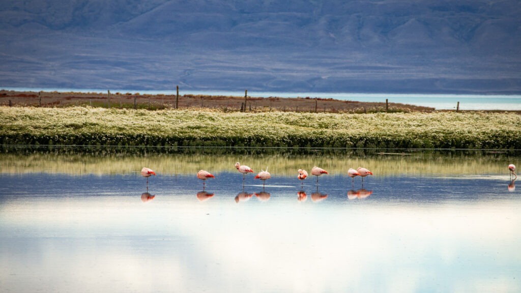 El Calafate