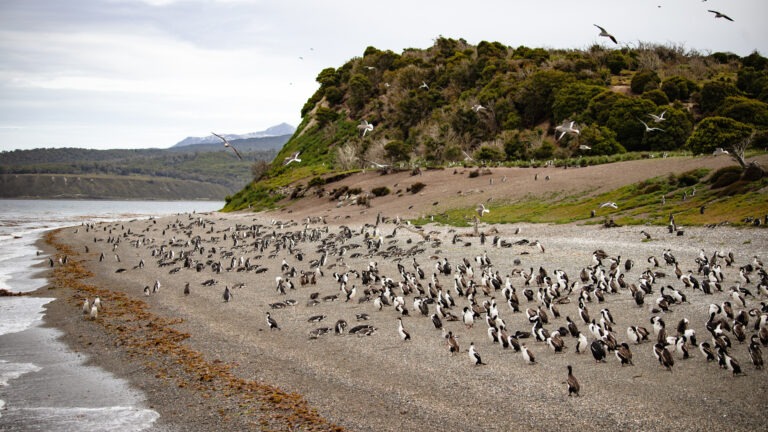 Bootstour auf dem Beagle Kanal zu den Pinguinen ab Ushuaia