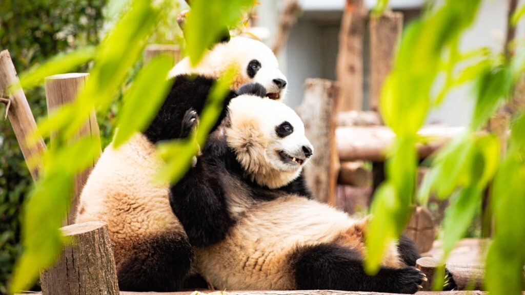 Panda Park Chengdu