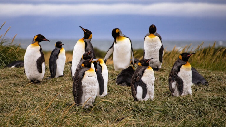 Königspinguine auf Feuerland – der Pingüino Rey Park